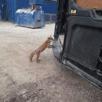 Fox getting in our Van