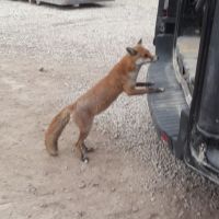 Fox in the van